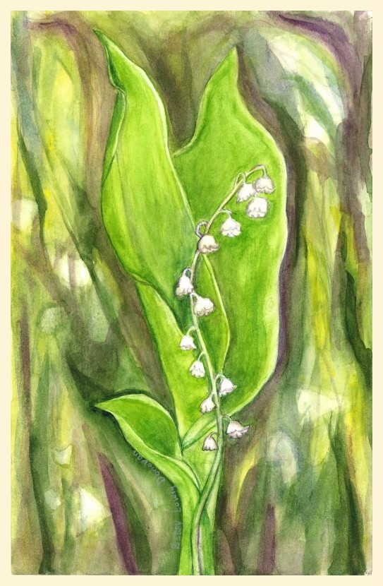 Lilly of the Valley